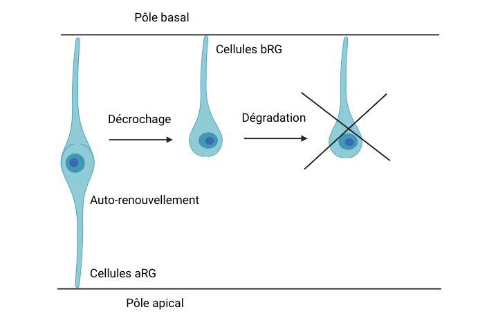 Schéma avec la même cellule aRG qu'en Figure 1, avec le pôle apical en bas et le pôle basal en haut. Une flèche, annotée "décrochage", part de cette cellule et mène à une cellule presque identique sauf qu'elle n'a qu'un seul prolongement, côté basal. C'est la cellule bRG. Une flèche annotée "dégradation" mène à une cellule identique à bRG, barrée d'une croix noire.