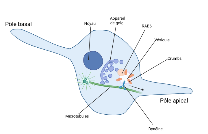 Une cellule aRG avec ses projections cytoplasmiques à la fois vers le pôle apical et basal du néocortex. Son noyau est schématisé par un rond et son appareil de golgi d'où partent les vésicules rab6 vues dans la figure 2. Ces vésicules s'associent ensuite aux dynéines présentent sur les microtubules et forment ainsi le complexe vue dans la figure 2. Une flèche indique que le complexe transporté par la dynéine se dirige vers le pôle apical de la cellule.