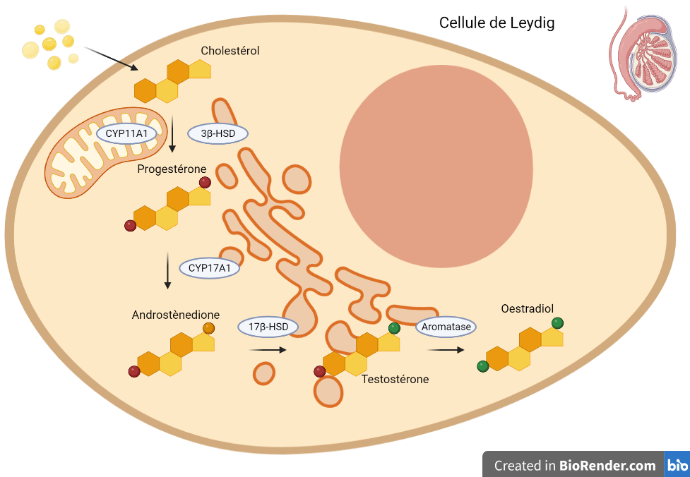 Schéma de la chaîne de production de la testostérone, à l'intérieur d'une cellule. Du cholestérol est obtenue la progestérone par les enzymes CYP11A1 et 3β-HSD, puis l'androstènedione par l'enzyme CYP17A1, puis la testostérone, grâce à l'intervention de l'enzyme 17β-HSD. La testostérone est également le précurseur de l'œstradiol, grâce à l'intervention de l'enzyme aromatase.