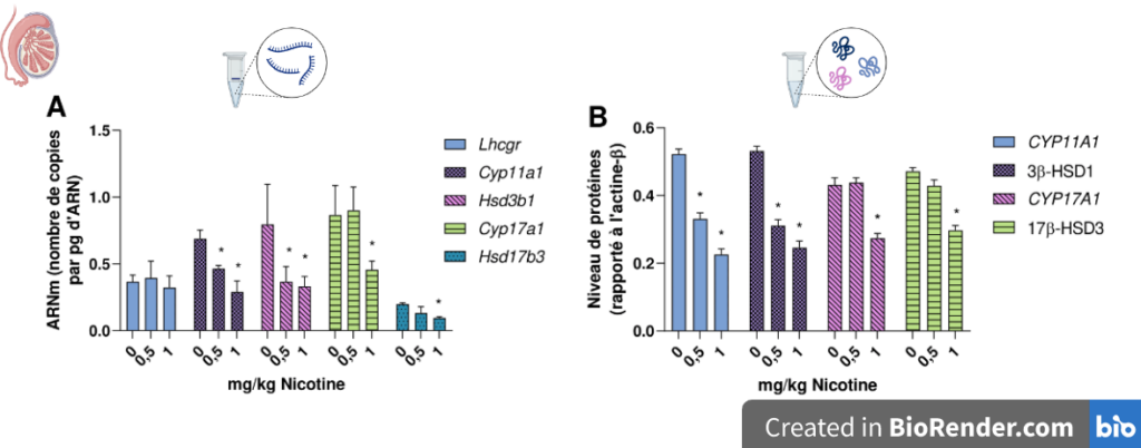 Deux graphiques. Le premier représente le niveau de différents ARNm (Lhcgr, Cyp11a1, Hsd3b1, Cyp17a1, Hsd17b3) (entre 0 et 1,5 nombre de copies par pg d'ARN) en fonction de la dose de nicotine d'exposition (0, 0,5 ou 1 mg/kg). Le second représente le niveau de différentes protéines (CYP11A1, 3β-HSD1, CYP17A1, et 17β-HSD3) rapporté à l'actine beta (entre 0 et 0,6) en fonction de la dose de nicotine d'exposition (0, 0,5 ou 1 mg/kg). Le taux d’ARNm de Cyp11a1, Hsd3b1 diminue par rapport aux contrôles dès 0,5 mg/kg et ceux de Cyp17a1 et Hsd17b3 à partir d’1 mg/kg. Le niveau de testostérone diminue seulement après 14 jours d'exposition à 0,5 et 1 mg/kg de nicotine. Le taux de CYP11A1 et 3β-HSD diminue dès 0,5 mg/kg et ceux de CYP17A1 et 17β-HSD à partir d’1 mg/kg.