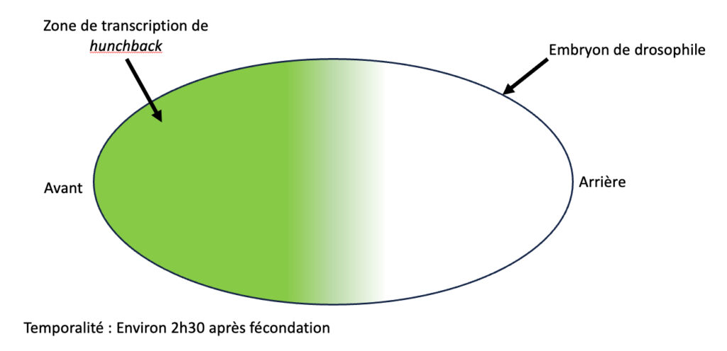 Un ovale horizontal annoté “embryon de drosophile” est colorié sur sa moitié gauche (annotée “avant”) en vert, à droite (annotée “arrière”) en blanc et au milieu en dégradé vert-blanc. LA zone verte est annotée “zone de transcription de hunchback”.