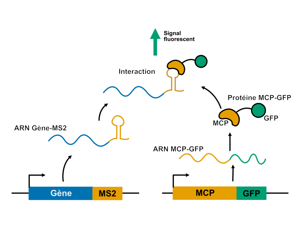 En bas de l’image sont schématisées deux constructions génétiques où les éléments sont représentés par des boîtes et l’ADN par un trait horizontal. À gauche, on a une boîte “Gène” directement suivie d’une boîte “MS2”. À droite sur l’autre construction, on a une boîte “MCP” directement suivie d’une boîte “GFP”. Pour chaque construction, une flèche indique leur transcription en ARN. Une autre flèche pointe vers l’ARN obtenu. L’ARN est représenté par un trait. Pour la construction Gène-MS2 on obtient un ARN dont la partie MS2 forme une tête d’épingle. Pour la construction MCP-GFP, on obtient un ARN sans repliement notable. Une flèche part de l’ARN MCP-GFP et pointe vers un schéma de la protéine que cet ARN permet de produire : une protéine MCP en forme de graine de haricot liée par un trait à une protéine GFP en forme de cercle. Une flèche part de cette protéine, tandis qu’une autre part de l’ARN Gène-MS2, et les deux pointent vers un petit schéma indiquant l’interaction entre l’ARN Gène-MS2 et la protéine MCP-GFP : le MCP en forme de haricot épouse la forme de la tête d’épingle formée par l’ARN MS2. Une dernière flèche verte part de ce petit schéma et va vers le haut, pour indiquer le signal fluorescent émis par la GFP.