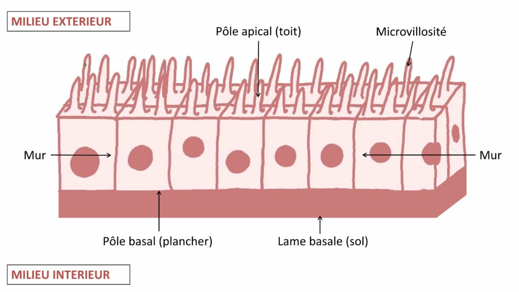 Au milieu de l’image : des rectangles roses alignés avec au centre de chacun un rond plus foncé et sur la face supérieure des microvillosités comme des poils. Les rectangles reposent sur une couche rectangulaire uniforme qui représente la lame basale.