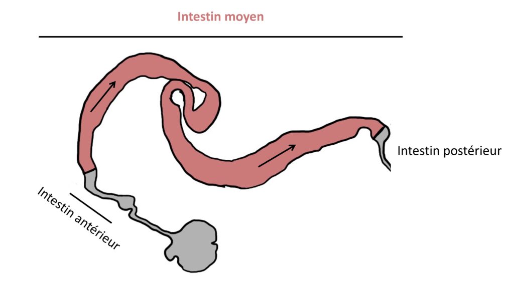 L’intestin de la drosophile est représenté sous la forme d'un long tuyau coloré en 3 parties : une courte portion désignant l’intestin antérieur. Vient ensuite l’intestin moyen qui est proportionnellement bien plus grand que l’intestin antérieur. Enfin un très court segment du tube est attribué à l’intestin postérieur. Les flèches indiquent une circulation antéro postérieure du bol alimentaire.