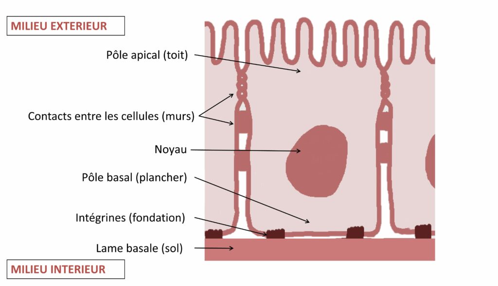 Gros plan d'un des rectangles (cellule) de la Figure 1. Côté poils/microvillosités c'est le pôle apical. La base uniforme est la lame basale. La face de la cellule côté lame basale est en contact avec celle-ci par l'intermédiaire d'intégrines. Les rectangles (cellules) se rejoignent sur les côtés par différents points de contact.