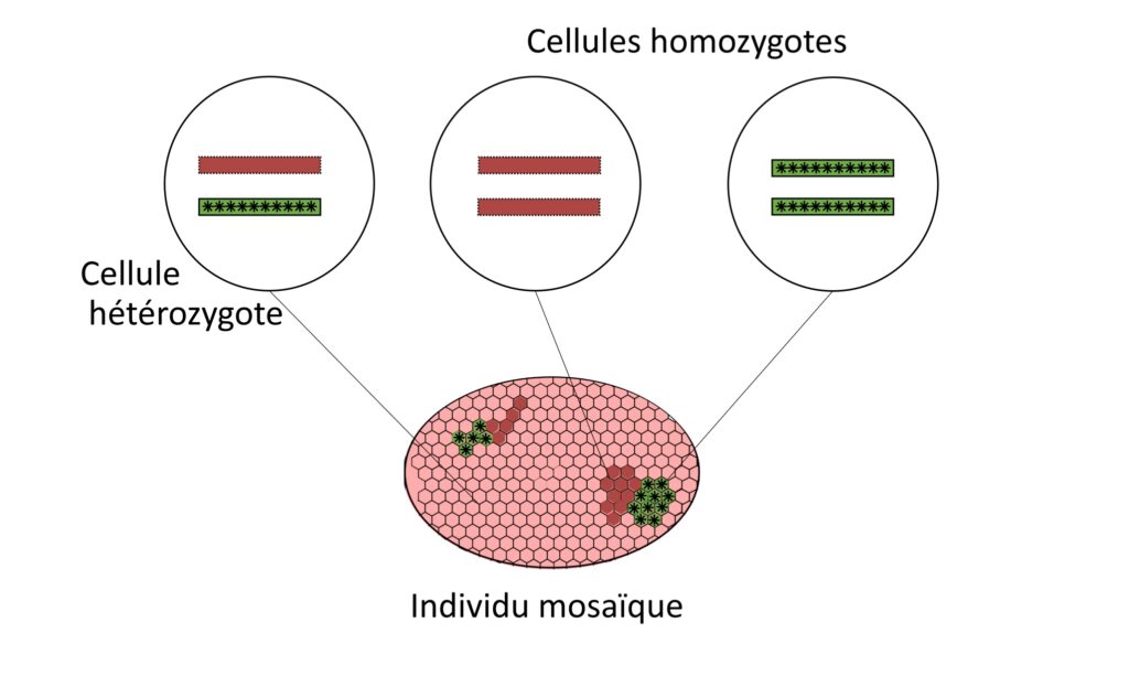 En bas de l'image, un ovale composé d'une mosaïque d'hexagones. La majorité sont représentées en rose. Une bulle de zoom indique que ces cellules roses sont hétérozygotes : elles possèdent un trait rouge et en-dessous un trait vert étoilé. Dans cette mosaïque on trouve également des hexagones rouges ou verts. Le zoom sur les hexagones rouges montrent qu'ils possèdent 2 traits rouges, et le zoom sur un hexagone vert montre que les 2 traits sont verts étoilés.Les ilots d'hexagones rouges et verts sont adjacents.