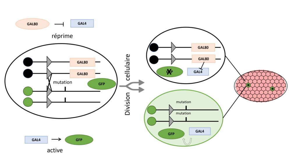 Tout à gauche : un grand ovale (cellule) qui contient deux paires de traits (chromosomes) respectivement verts et noirs. Tous portent des triangles qui correspondent à des sites de recombinaisons. Les traits noirs portent en aval de ces triangles le gène d’intérêt normal et un gène GAL80 tandis que les verts ne portent eux que la version mutante du gène d’intérêt. Un schéma logique explique que GAL4 active l’expression de la GFP mais que GAL80 empêche cela en réprimant GAL4. Ainsi seules les cellules ayant les deux chromosomes verts et n’ayant donc pas GAL80 exprime la GFP. Il est indiqué que la cellule avec deux paires de chromosomes vert et noir subit une recombinaison suivie d'une division cellulaire. Les deux cellules filles obtenues sont détaillées : certaines n'ont que des traits verts, d'autres que des traits noirs. Il est indiqué que seule la cellule n'ayant pas de GAL80 et exprimant donc la GFP apparaissent en vert. Tout à droite on retrouve l'ovale d'hexagones de la Figure 4 : ils sont tous roses sauf 2 non-adjacents qui sont verts étoilés.