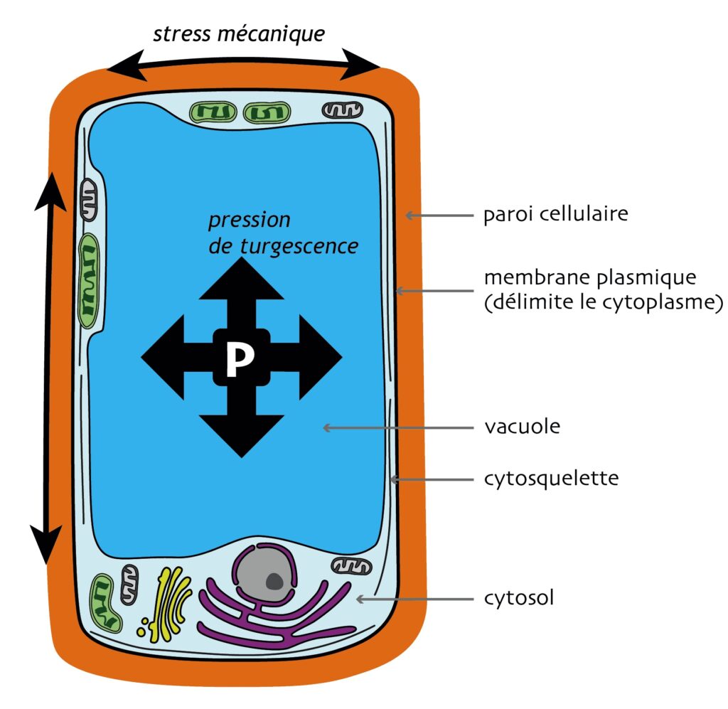 Grand rectangle. La bordure est la paroi cellulaire. À l’intérieur un autre grand rectangle bleu est rempli de liquide (la vacuole) et applique une pression dans toutes les directions sur la paroi.