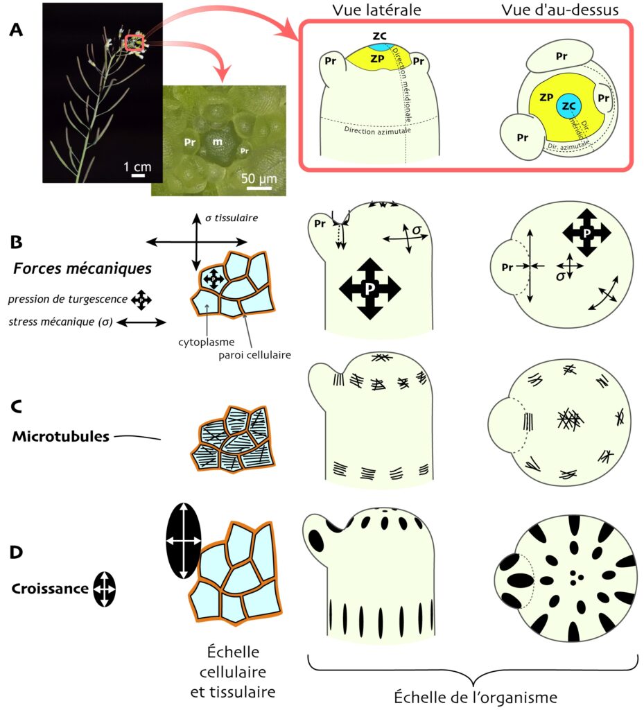 Figure en 3 parties. A : photographies d’une tige et du méristème, accompagnées de 2 schémas du méristème. En vue latérale comme un bout de crayon vers le haut avec la direction azimutale horizontale et la direction méridionale verticale. À l’extrémité haute, une petite zone bleue annotée « ZC » et juste en dessous une zone jaune « ZP ». 2 petites protubérances notées « Pr ». En vue d’au-dessus, on voit la même chose avec la zone bleue au centre, la zone jaune autour et 3 protubérances de part et d’autre. Sur cette vue, la direction azimutale fait un cercle, et la direction méridionale le rayon du schéma. B, C et D : des cellules représentées sous forme de polygones bleus à bordure orange, collées les unes aux autres en 2 dimensions, et les 2 schémas en vue latérale et d’au-dessus. En B sont représentées la pression de turgescence et le stress mécanique ; en C on voit représentées les microtubules qui sont alignées dans la même direction que le stress mécanique. En C la croissance est perpendiculaire à la direction du stress mécanique et des microtubules.