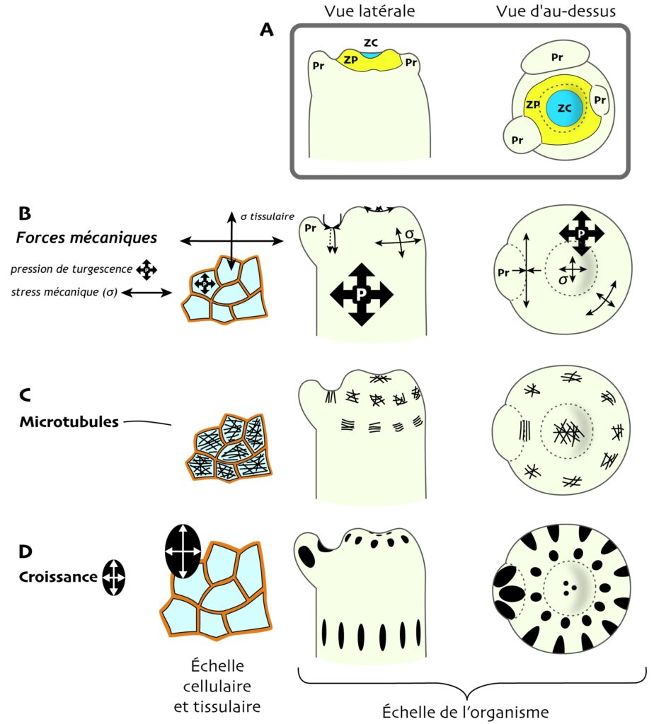 Même que Figure 2, sauf qu’une zone du ZC est grisée. On observe peu de différences avec la Figure 2, si ce n'est que les microtubules sont moins alignées dans le sens du stress mécanique et la croissance un peu plus aléatoire.