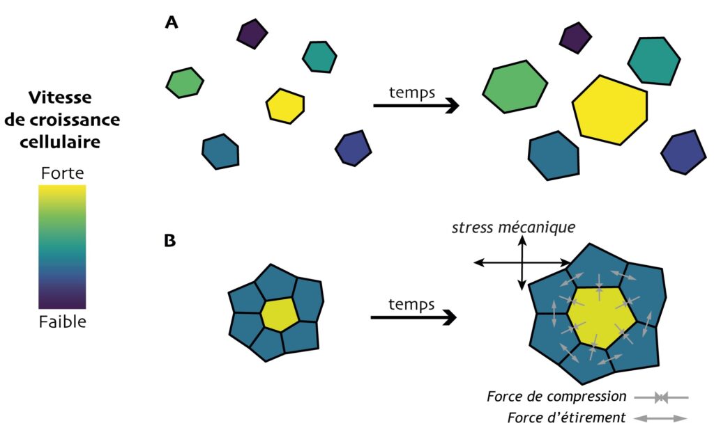 Figure en 2 parties. A : des cellules sous forme hexagonales éparpillées, dont la couleur varie du bleu foncé au jaune. La légende indique que le bleu foncé c’est une vitesse de croissance cellulaire faible et le jaune une vitesse forte. Une flèche du temps amène à ces mêmes hexagones plus gros : les jaunes ont beaucoup plus grossi comparativement aux bleus foncés. B : un hexagone jaune entouré de 6 hexagones bleus. Une flèche du temps amène à la même forme mais plus grosse. L’écart de taille entre la cellule jaune et les cellules bleues est beaucoup moins prononcé qu’en A.