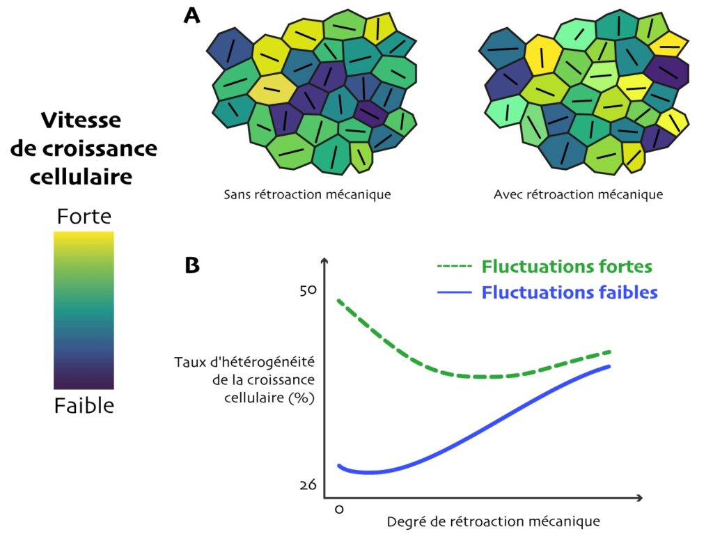 Figure en 2 parties. A : amas de cellules de formes hexagonales, dont la couleur varie du bleu foncé au jaune. Même légende que Figure 4. À l’intérieur de chaque cellule, un trait noir dont la direction varie entre les cellules. Cet amas est légendé « sans rétraction mécanique ». À côté un autre amas légendé « avec rétroaction mécanique », où il y a davantage de cellules dans les teintes jaunes et vertes et où les cellules du centre possèdent un trait noir horizontal. B : graphique avec l’axe des abscisses commençant à zéro (pas de nombre ensuite) et celui des ordonnées commence à 26% et se termine vers 50%. Courbe bleue « fluctuations faibles » : à 0° la courbe est autour de 30%, puis la courbe décroît à 26% pour y atteindre son minimum avant de remonter régulièrement jusque 40%. Courbe verte pointillée « fluctuations fortes » : à 0° la courbe est à 50%, puis la courbe décroît rapidement jusqu’à 40% puis remonte avec une pente douce jusqu’environ 43%.