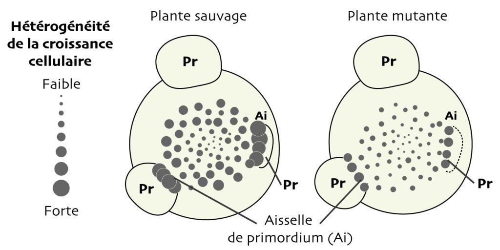 Légende sous forme de ronds : plus le rond est petit, plus l’hétérogénéité de la croissance cellulaire est faible, et inversement. On voit 2 schémas de méristème vus d’au-dessus. À gauche la plante sauvage. Les ronds sont gros à l’aisselle de 2 primordia, c’est-à-dire à la limite entre le primordium et le reste du méristème. Vers le centre du méristème, les ronds sont de plus en plus petits. À droite, la plante mutée. Les ronds sont partout plus petits, même si on garde le motif de ronds plus gros aux aisselles et plus petits au centre.