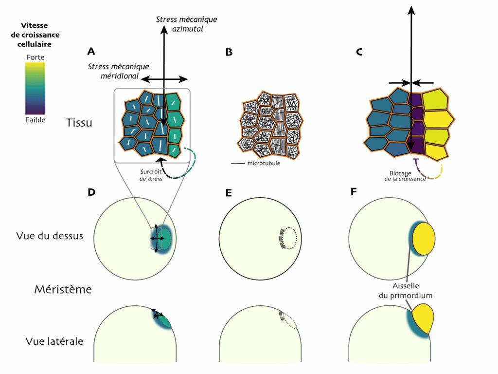 En haut : 3 amas de cellules hexagonales. En dessous, les méristèmes vus du dessus, et encore en dessous, les méristèmes en vue latérale. À gauche on observe une direction du stress mécanique des cellules hexagonales toutes dans le même sens, ce qui conduit à un surplus de stress à l’aisselle du primordium. Sur les schémas en-dessous à une croissance plus rapide au niveau du primordium. Au milieu on observe que cela correspond à un alignement des microtubules maximal au niveau de l’aisselle. Et à droite on observe que la croissance du primordium inhibe la croissance juste au niveau de l’aisselle.