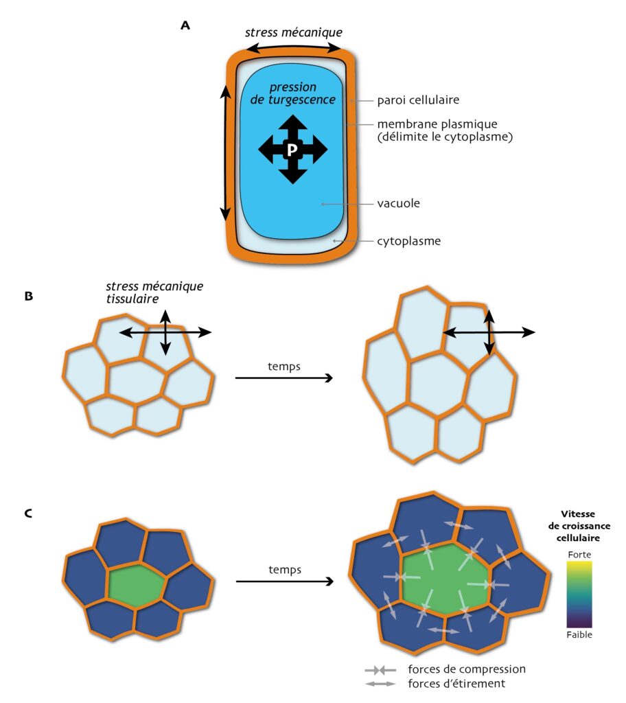 Figure en 3 parties. A : cellule qui a la forme d’un rectangle. La bordure est la paroi cellulaire. À l’intérieur un autre rectangle bleu est rempli de liquide et il applique une pression dans toutes les directions sur la paroi. B : 7 cellules en forme de polygone a 6 côtés avec 1 cellule au centre et 6 autour. Une flèche montre que le stress est plus fort à l’horizontal. Après un certain temps l’amas de polygone est étiré verticalement. C : même forme qu’en B avec la cellule du centre verte (vitesse de croissance cellulaire forte) et celles autour bleues (vitesse faible). Après un certain temps, la cellule verte a davantage grossi que les cellules bleues.