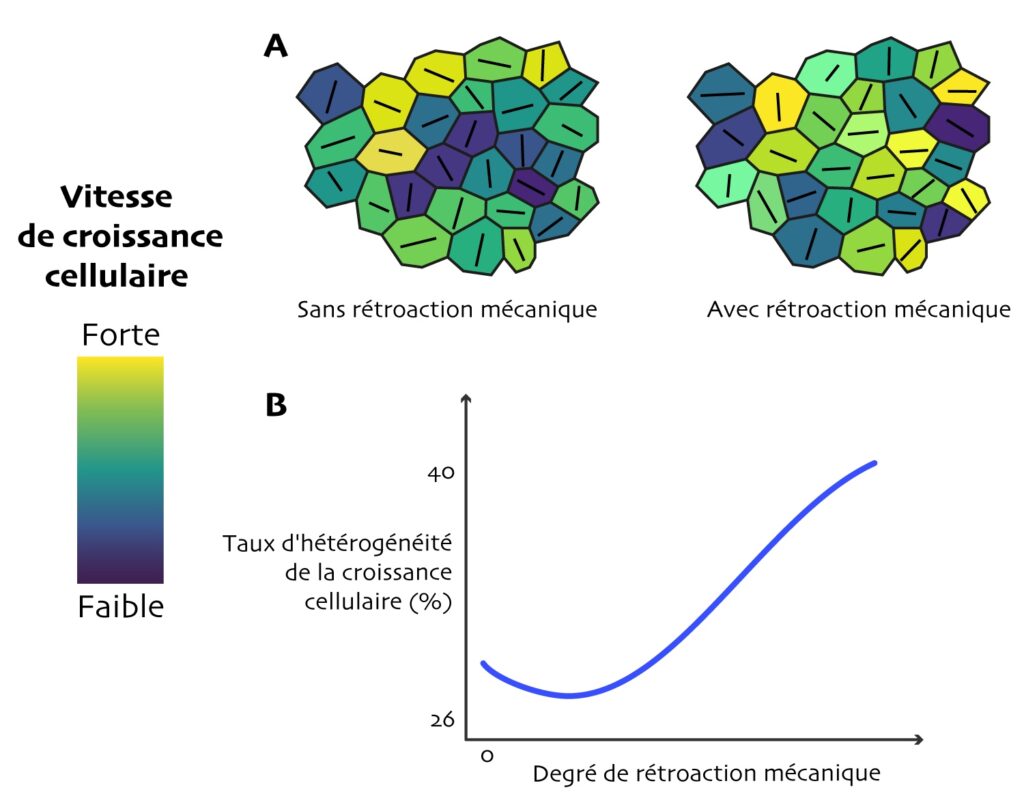 Figure en 2 parties. A : amas de cellules de formes hexagonales, dont la couleur varie du bleu foncé au vert clair. La légende indique que le bleu foncé c’est une vitesse de croissance cellulaire faible et le vert clair une vitesse forte. À l’intérieur de chaque cellule, un trait noir dont la direction varie entre les cellules. Cet amas est légendé « sans rétraction mécanique ». À côté un autre amas légendé « avec rétroaction mécanique », où il y a davantage de cellules dans les teintes aux extrêmes de l'échelle de couleur, et davantage de cellules, au centre de l'amas, qui possèdent un trait noir horizontal. B : graphique avec l’axe des abscisses commençant à zéro (pas de nombre ensuite) et celui des ordonnées commence à 26% et se termine vers 40%. À 0° la courbe est autour de 30%, puis la courbe décroît à 26% pour y atteindre son minimum avant de remonter en droite jusque 40%.