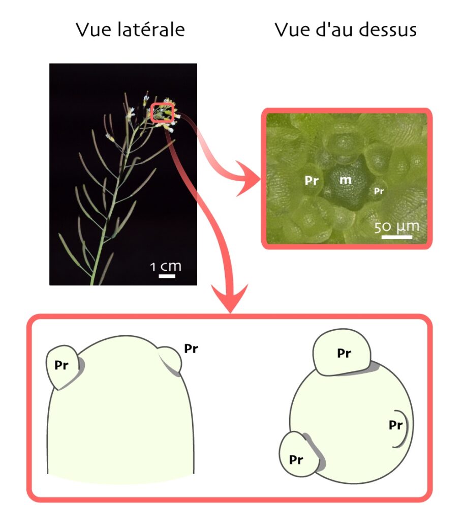 En haut à gauche : photographie d’une tige. Un zoom sur la fleur montre une vue du méristème par au-dessus. En dessous à gauche : extrémité dessinée avec deux petites protubérances. À droite, même dessin vu du dessus, avec 3 protubérances.