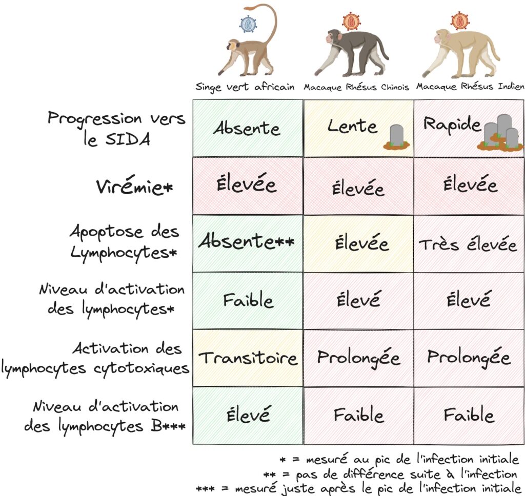 Pour chaque cas infectieux, un tableau représente le résultat en terme de progression vers le SIDA, de virémie, d'apoptose des lymphocytes,de niveau d'activation des lymphocytes, d'activation des lymphocytes cytotoxiques et de niveau d'activation des lymphocytes B (mesuré juste après le pic de l'infection initiale). La virémie et l'activation des lymphocytes sont mesurés au pic de l'infection initiale. Ainsi, on voit que pour le singe vert africain infecté par le VIS singe vert, la progression vers le SIDA est absente, la virémie élevée, l'apoptose des lymphocyte est similaire par rapport à l'état avant infection, le niveau d'activation des lymphocytes est globalement faible, celui des lymphocytes B est élevé juste après le pic infectieux et l'activation des lymphocytes cytotoxiques est transitoire. Pour le macaque rhésus chinois infecté par le VIS macaque, la progression vers le SIDA est lente, la virémie élevée, l'apoptose des lymphocytes élevée, le niveau d'activation des lymphocytes est globalement élevé, celui des lymphocytes B est faible juste après le pic infectieux et l'activation des lymphocytes cytotoxiques est prolongée. Enfin, pour le macaque rhésus indien infecté par le VIS macaque, la progression vers le SIDA est rapide, la virémie élevée, l'apoptose des lymphocytes très élevée, le niveau d'activation des lymphocytes est globalement élevé, celui des lymphocytes B est faible juste après le pic infectieux et l'activation des lymphocytes cytotoxiques est prolongée.