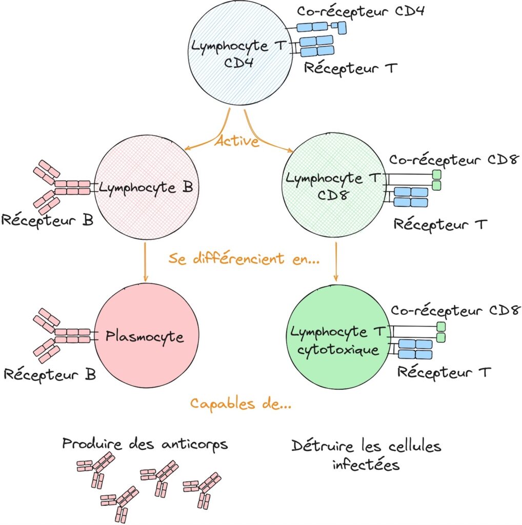 En haut, un rond bleu annoté "lymphocyte T CD4" avec à sa surface un batonnet "récepteur T" et un autre "co-récepteur CD4". Une flèche "active" part de ce rond vers un rond rose clair "lymphocyte B" qui porte un batonnet "récepteur B". Une flèche "se différencie en" va vers un rond rose foncé "plasmocyte" qui porte le même batonnet. En dessous il est noté "capable de produire des anticorps". En repartant du rond bleu en haut, une 2e flèche "active" part de ce rond vers un rond vert clair "lymphocyte T CD8" qui porte un batonnet "récepteur T" et un autre "co-réceoteur CD8". Une flèche "se différencie en" va vers un rond vert foncé "lymphocyte T cytotoxique" qui porte les mêmes batonnets. En dessous il est noté "capable de détruire les cellules infectés".