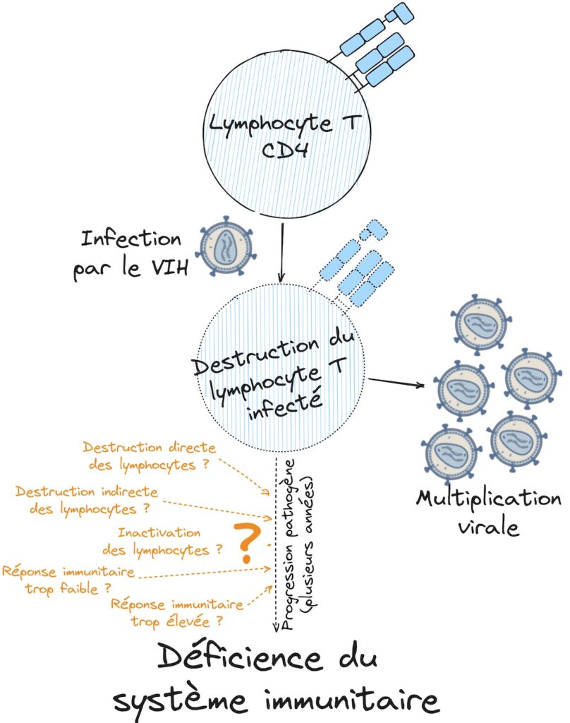 Le même rond bleu "lymphocyte T CD4" qu'en Figure 1. Une flèche "infection par le VIH" en part et mène à un deuxième rond identique à l'exception que son contour et ceux de ses batonnets sont devenus pointillés. Il est annoté "destruction du lymphocyte T infecté". De ce rond part une flèche où il y a 5 ronds représentants le VIH et c'est noté "multiplication virale". Du second rond bleu part une flèche noire pointillée annotée "Progression pathogène sur plusieurs années" mène vers "Déficience du système immunitaire". Plusieurs petites flèches oranges pointillées pointent vers cette flèche noire pointillée. Ces flèches oranges sont regroupées autour d'un grand "?" et posent plusieurs questions : "destruction directe des lymphocytes", "destruction indirecte des lymphocytes", "inactivation des lymphocytes", "réponse immunitaire trop faible" et "réponse immunitaire trop élevée".