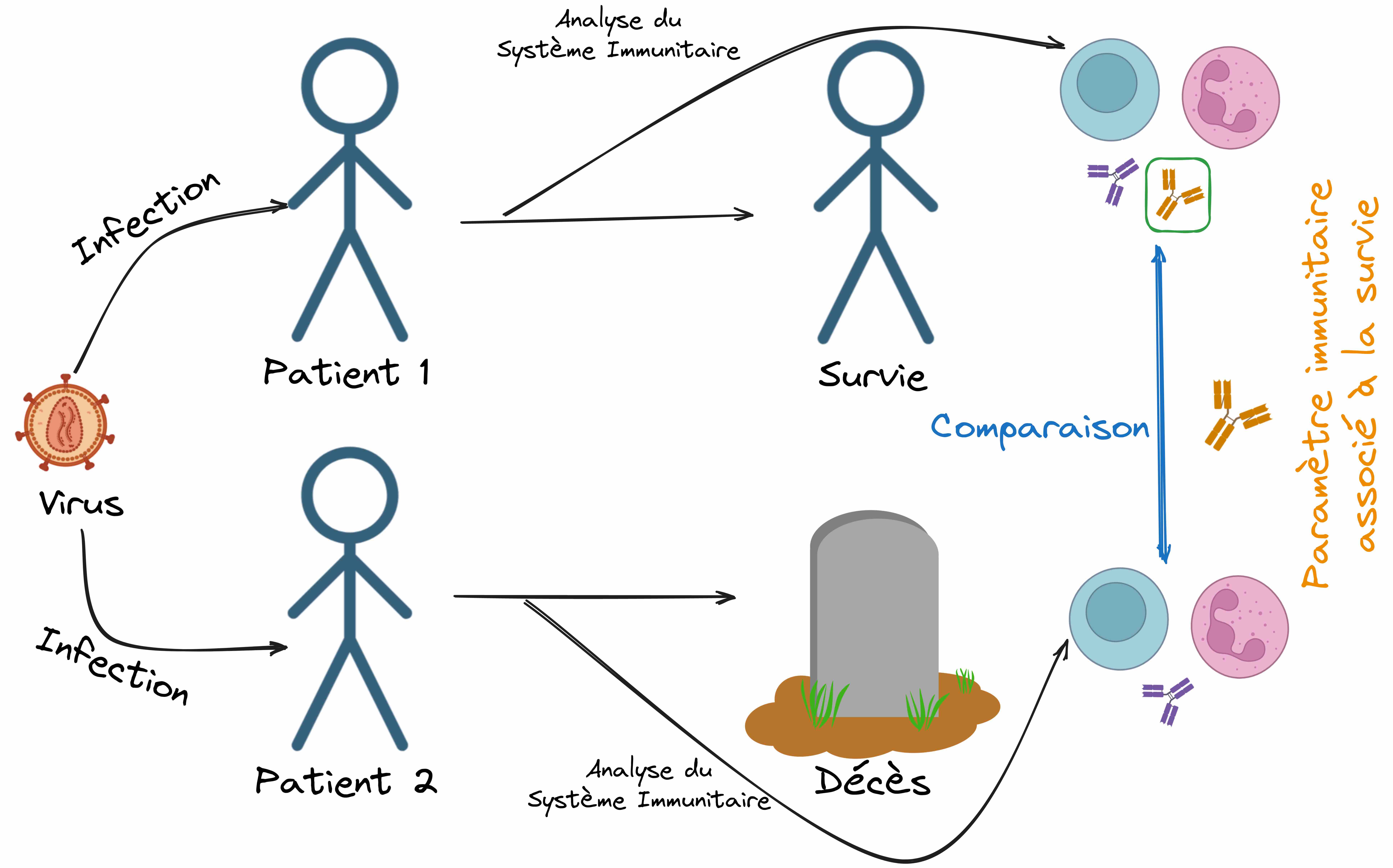 À gauche, un rond à picots représente un virus. Une flèche "infection" en part et pointe vers 2 silhouettes humaines "patient 1" et "patient 2". Une flèche part de "patient 1" et pointe vers la même silhouette annotée "survie". Une flèche part de "patient 2" et pointe vers une pierre tombale annotée "décès". Entre l'infection et la conséquence de l'infection, une flèche annotée "analyse du système immunitaire" part de chaque silhouette et pointe vers une cellule bleue et une cellule rose avec 2 formes en "Y" représentant des anticorps, dans chaque cas. Pour le patient 1, il y a une forme en "Y" supplémentaire. Il est encadré et annoté "paramètre immunitaire associé à la survie".