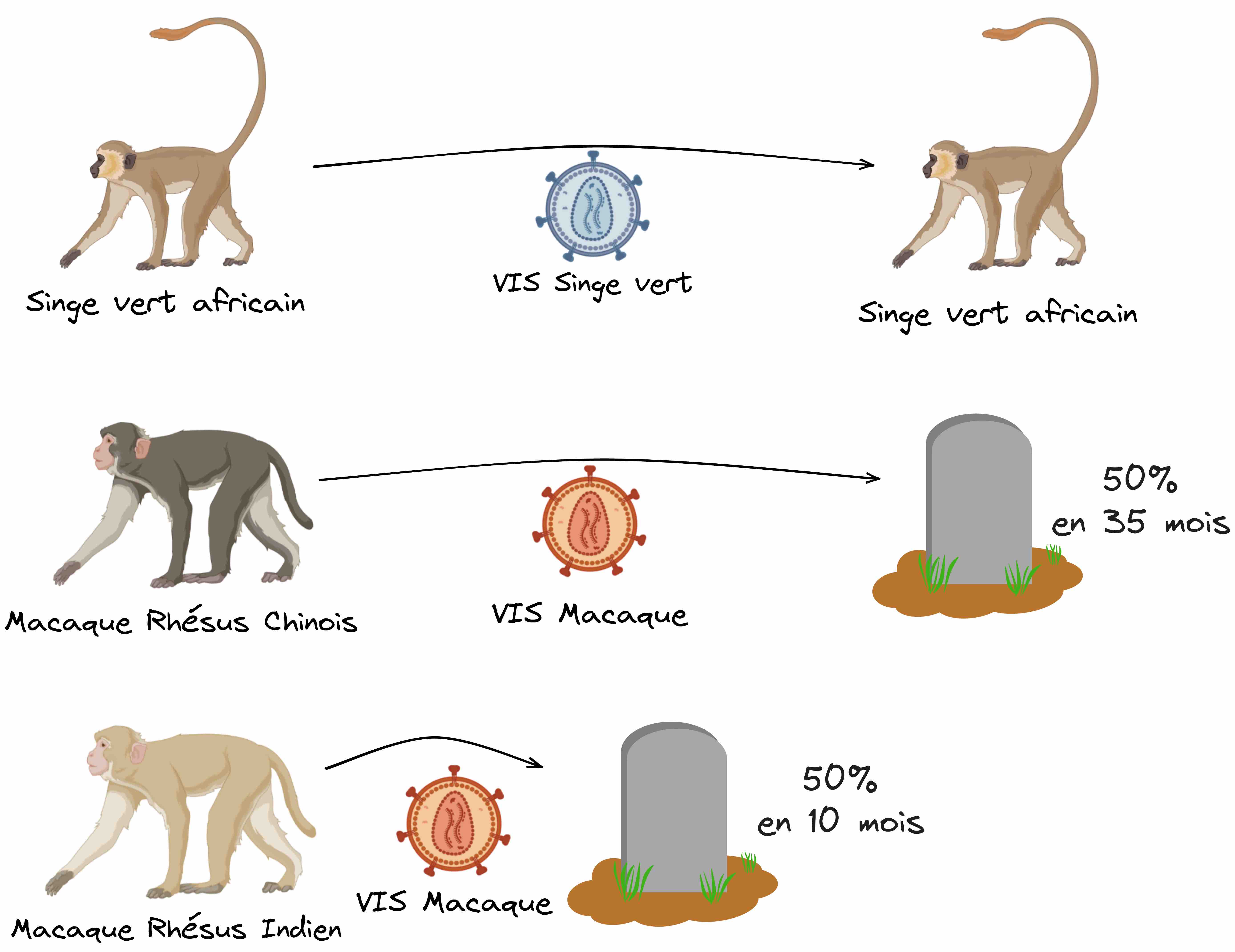 Une icône représentant un singe vert africain est infecté par le VIS du singe vert africain. Une flèche pointe vers la même icône sans modification, montrant sa survie. En dessous, une icône représentant un singe macaque rhésus chinois est infecté par le VIS du macaque. Une flèche pointe vers une pierre tombale annotée "50% en 35 mois". En dessous, une icône représentant un singe macaque rhésus indien est infecté par le VIS du macaque. Une flèche plus courte pointe vers une pierre tombale annotée "50% en 10 mois".