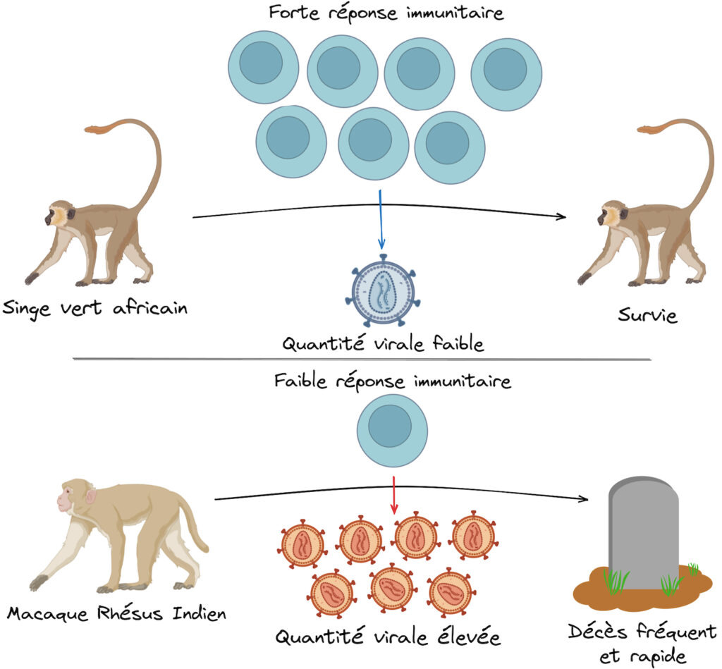 Une icône représentant un singe vert africain est reliée par une flèche à la même icône à droite de l'image où il est noté "survie". Au-dessus de la flèche on voit 7 ronds bleus annotés "forte réponse immunitaire" reliés à 1 rond à picots "quantité virale faible". En dessous, le même schéma avec un macaque rhésus indien qui pointe vers une pierre tombale. Il n'y a qu'1 seul rond bleu "faible réponse immunitaire" mais 7 ronds à picots "quantité virale élevée".