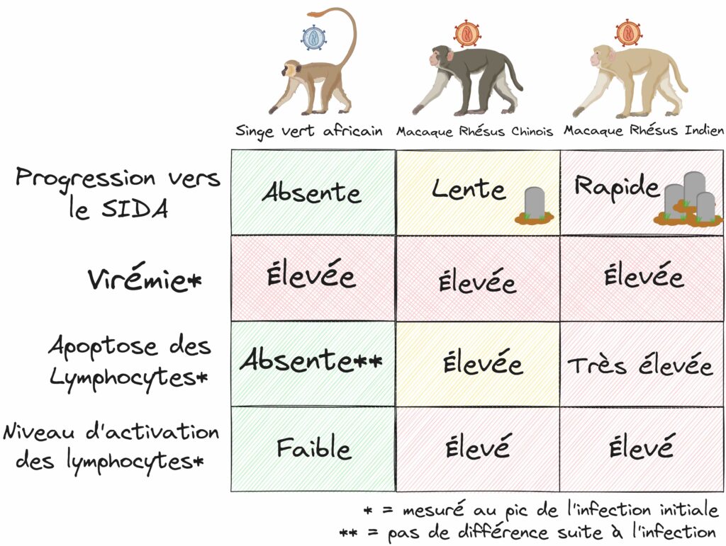 Pour chaque cas infectieux, un tableau représente le résultat en terme de progression vers le SIDA, de virémie, d'apoptose des lymphocytes et de niveau d'activation des lymphocytes. La virémie et l'activation des lymphocytes sont mesurés au pic de l'infection initiale. Ainsi, on voit que pour le singe vert africain infecté par le VIS singe vert, la progression vers le SIDA est absente, la virémie élevée, l'apoptose des lymphocyte est similaire par rapport à l'état avant infection et le niveau d'activation des lymphocytes est élevé. Pour le macaque rhésus chinois infecté par le VIS macaque, la progression vers le SIDA est lente, la virémie élevée, l'apoptose des lymphocytes élevée et le niveau d'activation des lymphocytes est élevé. Enfin, pour le macaque rhésus indien infecté par le VIS macaque, la progression vers le SIDA est rapide, la virémie élevée, l'apoptose des lymphocytes très élevée et le niveau d'activation des lymphocytes est élevé.