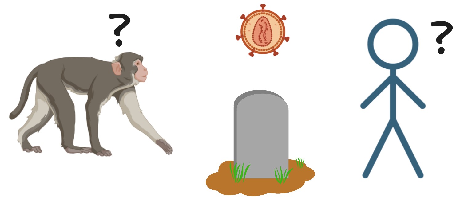 Illustration : une pierre tombale au centre, surmontée d'un virus. De part et d'autre un singe et une silhouette humaine avec un "?" sur la tête des 2. 