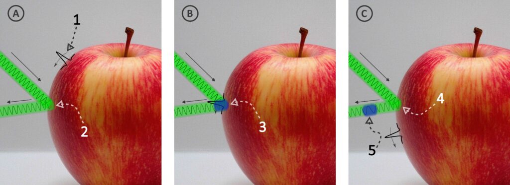 La figure est composée de trois parties. Dans chaque partie il y a une grande pomme rouge et jaune. Une oscillation noire, représentant une onde de Rayleigh, est dessinée de manière tangente à la surface de chaque pomme. Elle suit le profil de la pomme du haut vers le bas au fur et à mesure des images. Sur chaque image, deux larges traits verts se rejoignent sur le bord de la pomme comme un grand “V” dont la pointe touche la peau. Ils représentent le faisceau laser incident et réfléchi. Sur la deuxième image, l’onde de Rayleigh est elle-même au niveau de ce point de rencontre. Le faisceau laser réfléchi est bleui au niveau de la pomme pour représenter l’effet Doppler dû à l’onde de Rayleigh. Sur la troisième image, la partie du faisceau laser réfléchie bleue est davantage éloignée de la pomme.