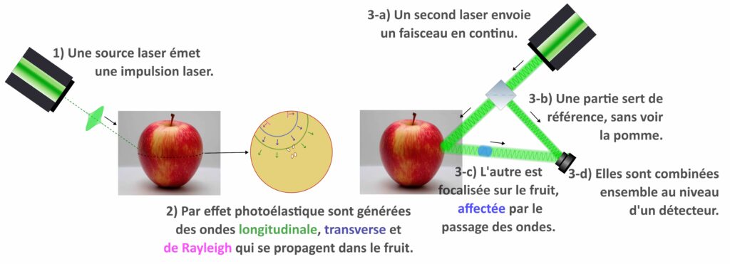 Cette figure raconte l’histoire d’une expérience. À gauche, un rectangle noire et vert représente un laser. C’est annoté “1) une source laser émet une impulsion laser”. Un trait pointillé part du centre du laser vers une photo de pomme. Une tâche verte représente l’envoi d’une impulsion laser vers la pomme. Il y a à droite de la pomme une coupe du cœur de cette pomme : un cercle plein. Sur ce cercle, les ondes se propageant dans la pomme sont représentées par des arcs de cercles, et des flèches indiquent leurs directions de propagation. C’est annoté “2) Par effet photoélastique sont générées des ondes longitudinale, transverse et de Rayleigh qui se propagent dans le fruit”. À droite, il y a de nouveau la pomme, un nouveau laser ainsi qu’un élément noir représentant un détecteur. Le faisceau laser de détection est représenté par un trait large vert allant du laser vers la pomme pour la partie incidente et de la pomme vers le détecteur pour la partie réfléchie. C’est annoté “3a Un second laser envoie une faisceau en continu” “3b Une partie sert de référence, sans voir la pomme” “3c L’autre est focalisée sur le fruit, affectée par le passage des ondes” “3d Elles sont combinées ensemble au niveau d’un détecteur”. Une petite partie du faisceau réfléchie est bleue pour représenter l’effet Doppler.