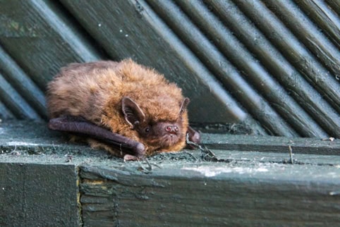 Une photo d'une pipistrelle commune posée sur un mur en bois vert.