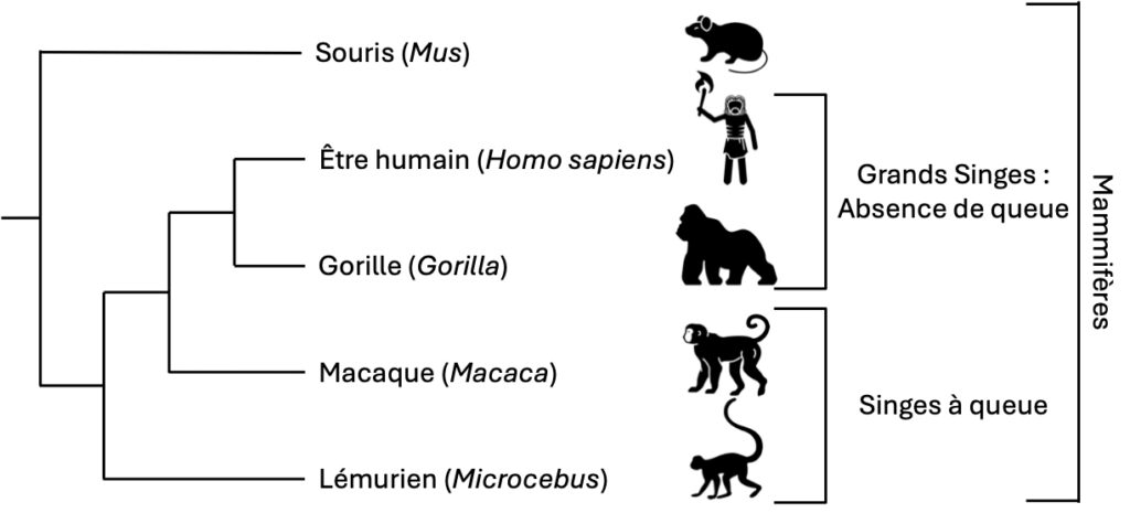 Arbre phylogénétique simplifié avec des silhouettes illustrant cinq espèces de mammifères. En partant du haut : une souris à queue longue (Mus), suivie d’un humain (Homo sapiens) représe, d’un gorille (Gorilla) sans queue visible, d’un macaque (Macaca) à la queue recourbée, et enfin d’un lémurien (Microcebus) à longue queue dressée. Les humains et les gorilles sont regroupés sous l’étiquette « Grands Singes : Absence de queue », tandis que le macaque et le lémurien dérivent de ce groupe sous l'appellation « Singes à queue ». Tous ces animaux sont regroupés sous le terme « Mammifères ».