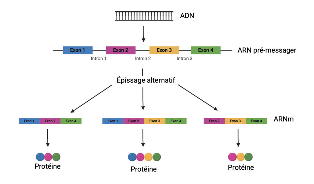 Diagramme illustrant l’épissage alternatif à partir d’un gène. En haut, une double hélice d’ADN mène à un ARN pré-messager constitué de quatre exons colorés (bleu, rose, jaune, vert) séparés par trois introns via une étape de transcription. Trois flèches partent ensuite de cet ARN pré-messager, représentant trois possibilités d’épissage alternatif. La première version d’ARN messager (ARNm) conserve les exons 1, 2 et 4 ; la deuxième conserve les exons 1, 2, 3 et 4 ; la troisième conserve uniquement les exons 2, 3 et 4. Chaque ARNm est suivi d’une protéine schématisée sous forme de sphères colorées, dont l’ordre et le nombre dépendent des exons présents dans l’ARNm.