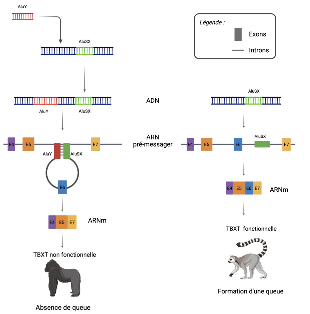 Schéma divisé en deux parties, illustrant le processus d’expression du gène TBXT à droite chez les singes à queue, et à gauche chez les Grands Singes. À droite : la double hélice d’ADN est représentée par une sorte d’échelle couchée, avec un segment vert indiquant la présence de l’élément transposable AluSx. Une flèche montre la transcription vers un ARN pré-messager, sur lequel se trouvent des rectangles colorés représentant les exons, séparés par des segments illustrant les introns. AluSx est visible entre les exons 6 et 7. Une autre flèche mène à l’ARN messager, composé uniquement des exons : les introns et AluSx ont été éliminés par épissage. Une dernière flèche conduit à une protéine TBXT fonctionnelle, menant à un lémurien qui est un singe à queue. À gauche : le même schéma est repris, avec l’ajout d’une séquence rouge, AluY, insérée dans l’ADN entre les exons 5 et 6. Sur l’ARN pré-messager, AluY et AluSx sont rapprochés, symbolisant leur hybridation. Cette interaction entraîne la formation d’une boucle englobant l’exon 6. Cette boucle provoque un épissage alternatif : l’exon 6 est exclu de l’ARN messager. La protéine TBXT produite est alors non fonctionnelle, ce qui est représenté par une flèche menant à un gorille, qui est un Grand Singe donc sans queue.