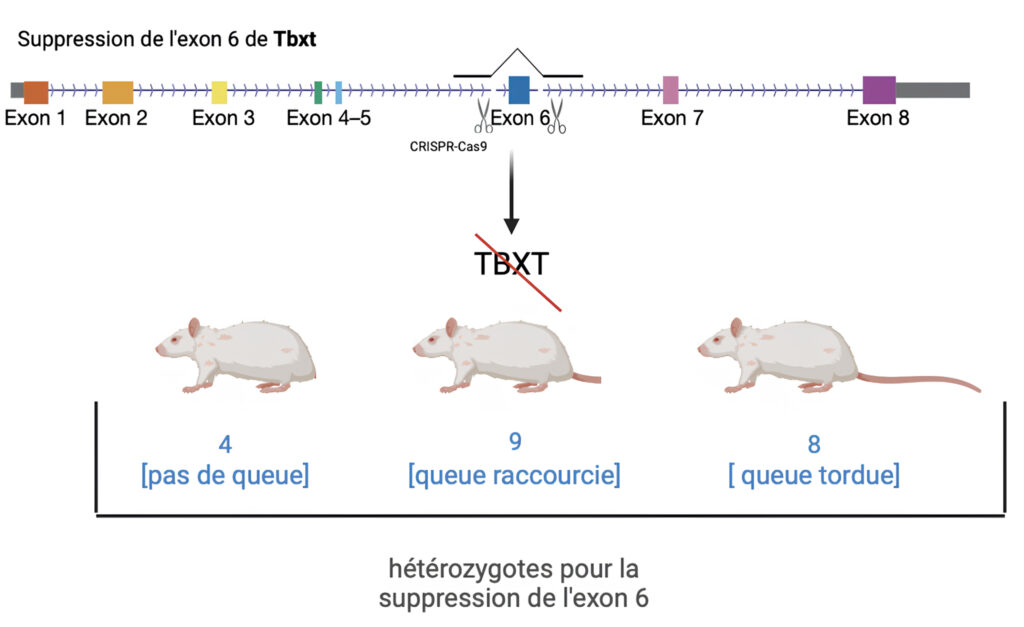 Schéma en deux parties. En haut, représentation du gène TBXT chez la souris. Un segment de l’ADN est figuré sous forme de ligne avec plusieurs blocs rectangulaires numérotés, représentant les exons. L’exon 6 est mis en évidence. Deux ciseaux symbolisent l’utilisation de la technique CRISPR-Cas9 pour retirer cet exon. En dessous, les phénotypes observés après modification génétique sont illustrés. Cette modification génétique a conduit à trois phénotypes` distincts chez les souris hétérozygotes : 4 souris sans queue, 9 avec une queue raccourcie, et 8 présentant une queue tordue.